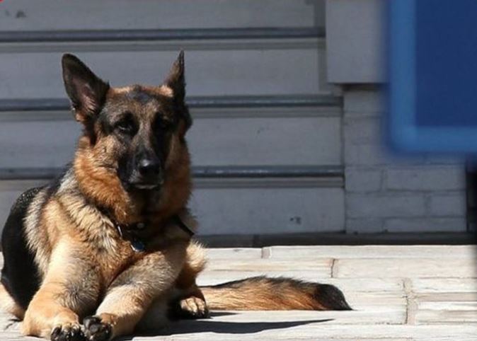 جو و جیل بایدن خبر از مرگ سگ محبوبشان، "چمپ" دادند