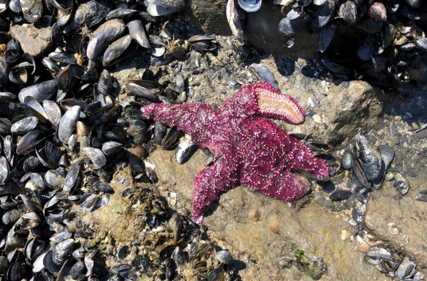 احتمال انقراض ستاره‌های دریایی برینیش کلمبیا