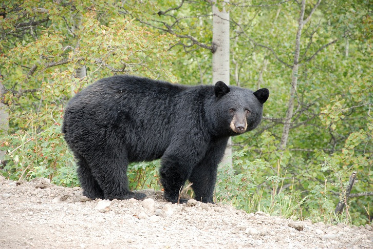  جریمه‌ی ۶۰۰۰۰دلاری زنی که به خرس‌های سیاه غذا می‌داد
