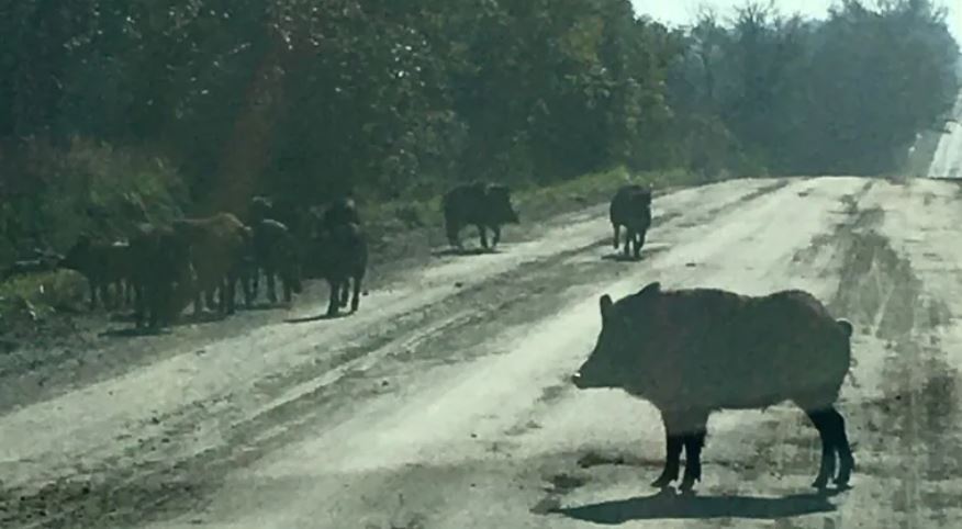 تلاش برای به دام انداختن گرازهای دیده شده در شرق انتاریو