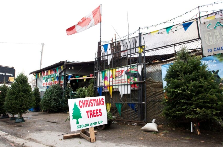  کانادایی ها و کمبود درخت کریسمس در فصل تعطیلات