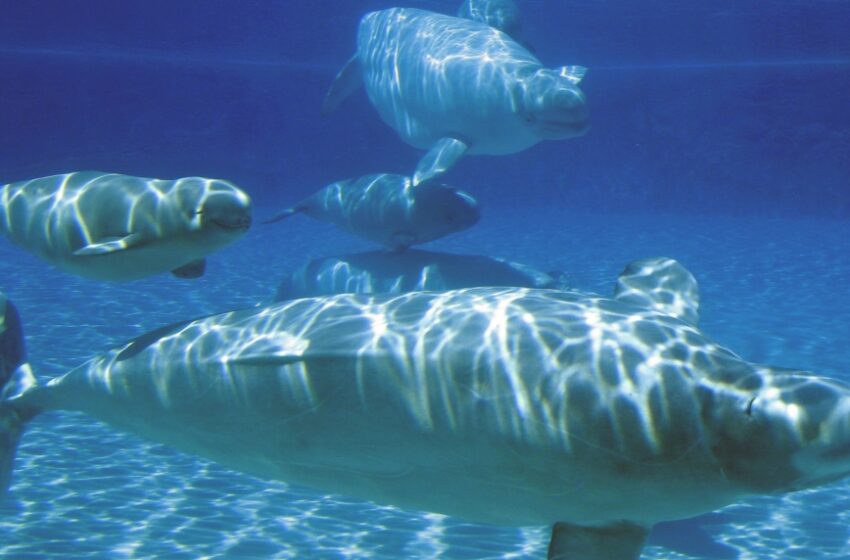  درخواست ها برای شفاف سازی در مورد جمعیت نهنگ بلوگا