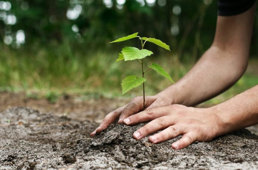  تصمیم کانادا بر کاشت سالانه ۳۲۰ میلیون درخت