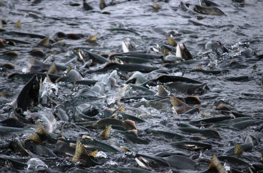 تغییرات آب و هوایی و تاثیر آن بر مهاجرت ماهی ها