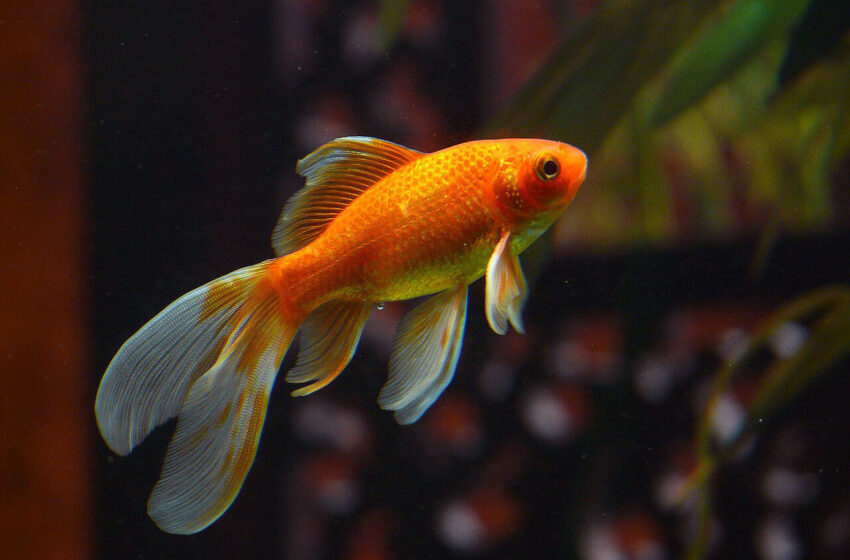  دانشمندان ماهی های قرمز را برای رانندگی در خشکی آموزش می دهند