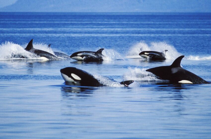  هدف مستند جدید بریتیش کلمبیا، نجات نهنگ‌های حقیقی در حال انقراض است