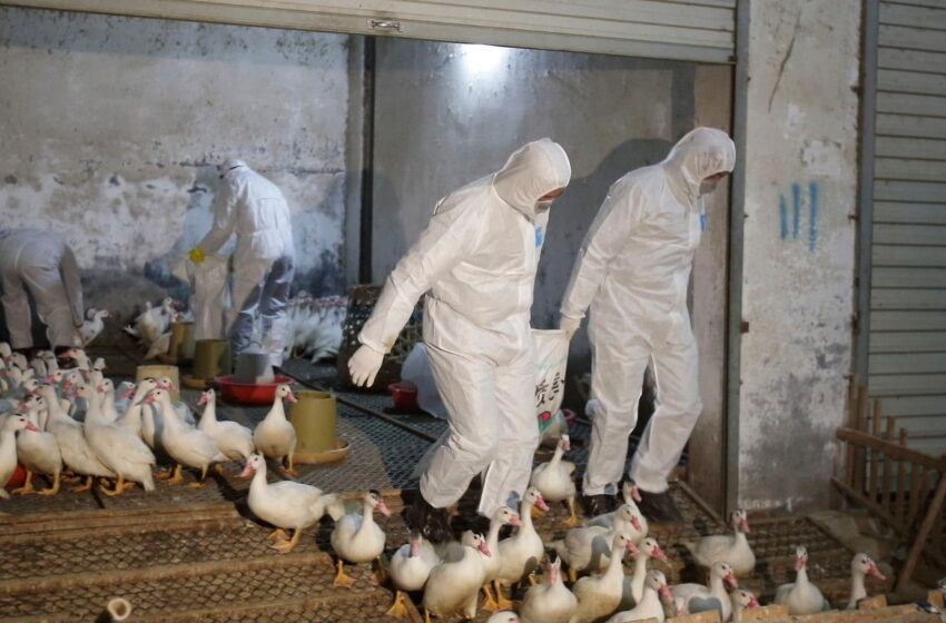  شیوع آنفولانزای مرغی باعث قرنطینه شدن پرندگان در سرتاسر آمریکای شمالی شده است