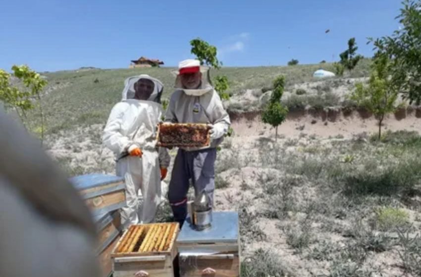 زنبورداران کانادا در بحبوحه گسترش کَنه های انگلی با تلفات ۹۰ درصدی مواجه هستند