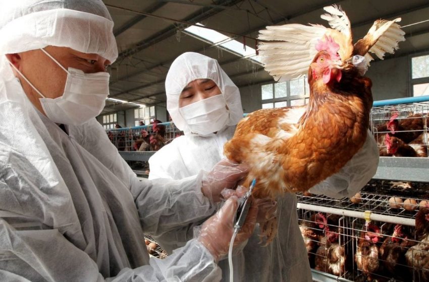  آنفولانزای مرغی در مرغداری های کانادا در حال گسترش است