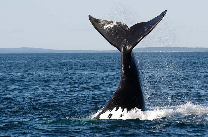  فناوری در حفاظت از نهنگ های در حال انقراض در اقیانوس اطلس کانادا نقش دارد