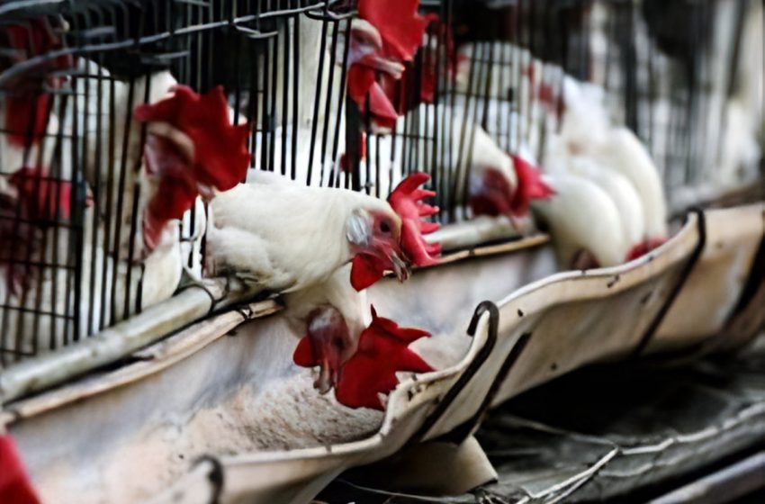  در بحبوحه شیوع گسترده آنفولانزای پرندگان، صنایع غذایی کانادا در حال انجام اقدامات لازم هستند