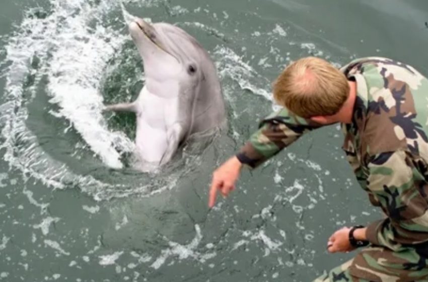  طبق تصاویر ماهواره ای، روسیه از دلفین های آموزش دیده برای محافظت از پایگاه خود در دریای سیاه استفاده می کند
