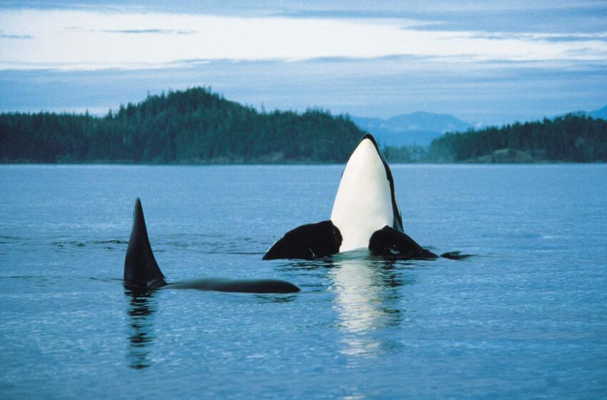  رکوردشکنی حیرت انگیز تعداد نهنگ های “اورکا” در نزدیکی بریتیش کلمبیا