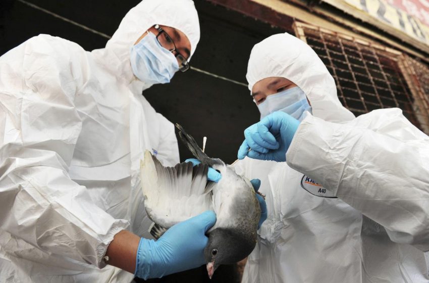  ایالات متحده اولین مورد آنفولانزای پرندگان را در یک فرد زندانی در کلرادو گزارش کرد
