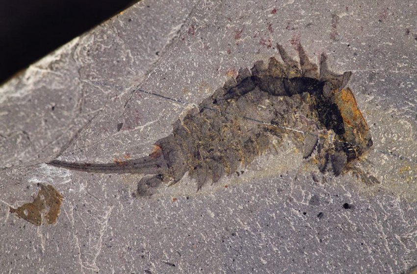  فسیل «بسیار کمیاب» جانور دریایی ۴۵۰ میلیون ساله در انتاریو کشف شد