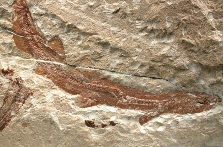  فسیل های «مارمولک ماهی» کشف شده در آلپ سوئیس متعلق به برخی از بزرگترین موجوداتی است که تا کنون روی زمین زندگی کرده اند