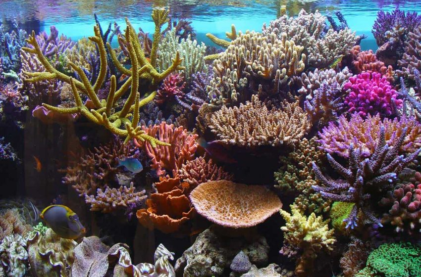  صخره های مرجانی تصاویر خیره کننده ای از یک جهان تحت حمله ارائه می دهند