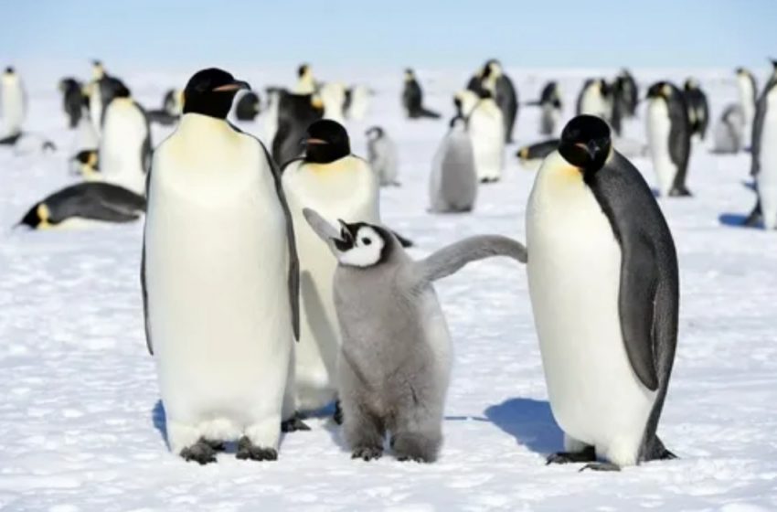  احتمال انقراض پنگوئن های امپراطور در ۳۰ تا ۴۰ سال آینده به دلیل تغییرات آب و هوایی