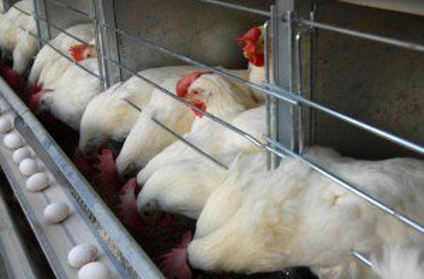  دره فریزر  ۸۰ درصد از مرغداری ها را در خود جای داده است. اکنون آنفولانزای مرغی تقریباً کل صنعت را تهدید می کند