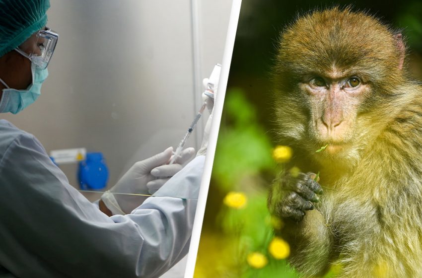 اولین مورد ابتلا به آبله میمونی در لندن، انتاریو شناسایی شد