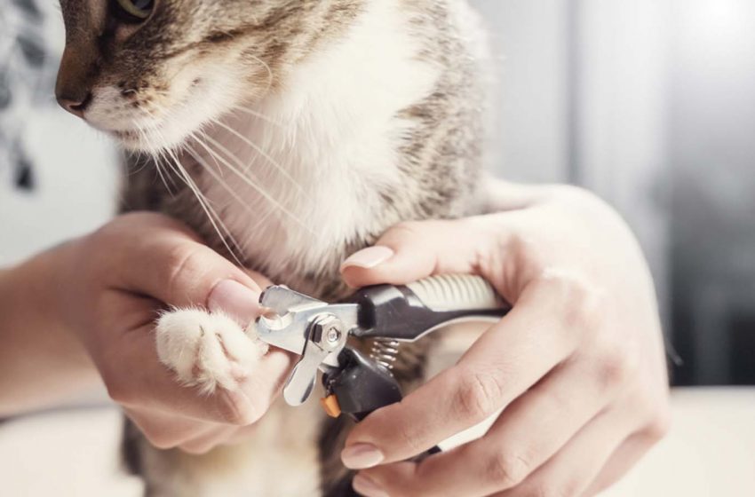  کوتاه‌ کردن ناخن گربه در کبک ممنوع می‌شود
