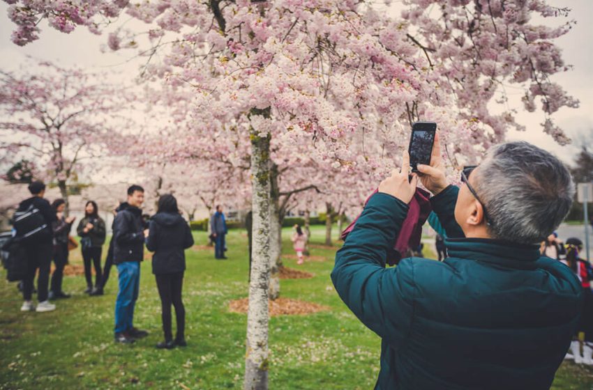  جشنواره رایگان شکوفه های گیلاس این آخر هفته در ریچموند