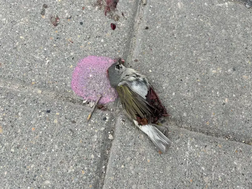 Winnipeg seeks to repeal bird-friendly glass regulations; environmental groups protest